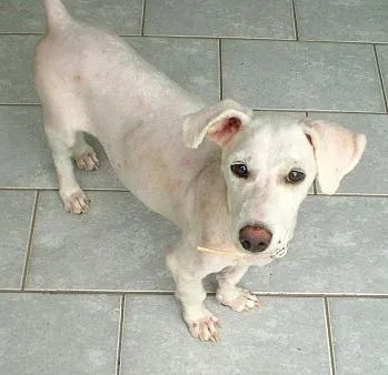 Cachorro ra a Bichon Frize/Miquita idade 1 ano nome Bianca