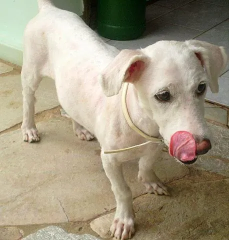 Cachorro ra a Bichon Frize/Miquita idade 1 ano nome Bianca