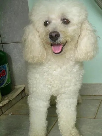 Cachorro ra a Poodle idade 3 anos nome Paloma