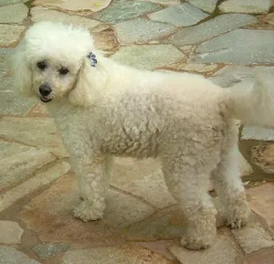 Cachorro raça Poodle idade 3 anos nome Paloma