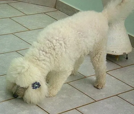 Cachorro ra a Poodle idade 3 anos nome Paloma