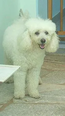 Cachorro ra a Poodle idade 3 anos nome Paloma