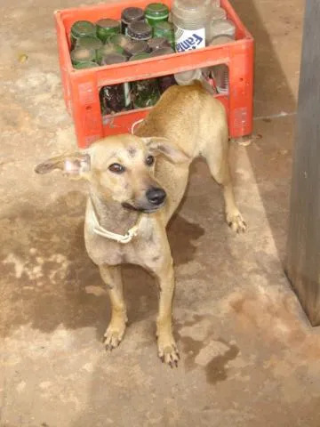 Cachorro ra a SRD idade 1 ano nome Trambique