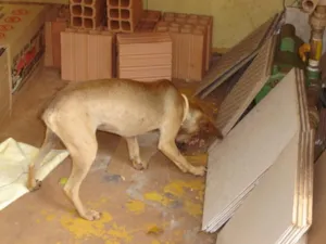 Cachorro raça SRD idade 1 ano nome Trambique