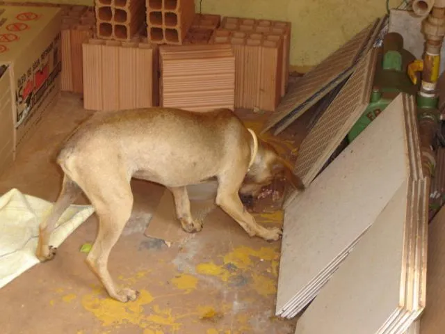 Cachorro ra a SRD idade 1 ano nome Trambique