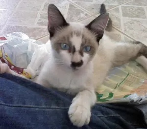 Gato raça Siameses idade 1 ano nome Duas Siameses