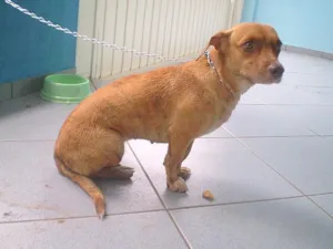 Cachorro raça Dash idade 2 anos nome Lindinha