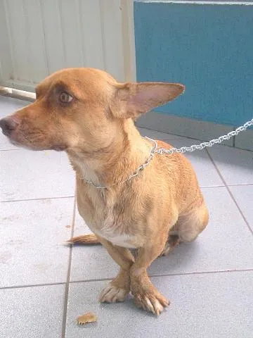 Cachorro ra a Dash idade 2 anos nome Lindinha