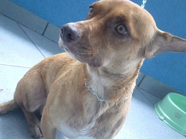 Cachorro ra a Dash idade 2 anos nome Lindinha