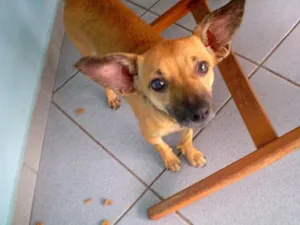 Cachorro raça SRD idade 7 a 11 meses nome Sapequinha