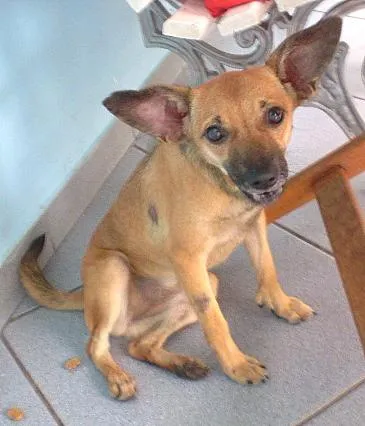 Cachorro ra a SRD idade 7 a 11 meses nome Sapequinha