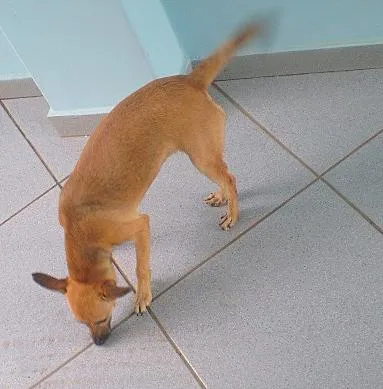 Cachorro ra a SRD idade 7 a 11 meses nome Sapequinha