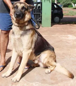 Cachorro raça Pastor Alemão PURO idade 4 anos nome Chimith