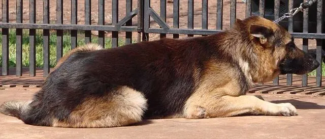 Cachorro ra a Pastor Alemão PURO idade 4 anos nome Chimith