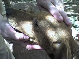 Cachorro ra a SRD idade 2 anos nome Garotão (negativo p