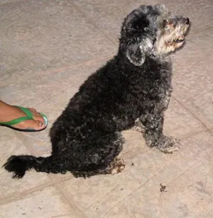 Cachorro raça Poodle idade 1 ano nome Tom