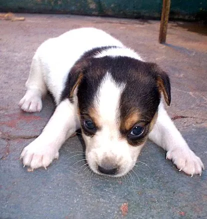 Cachorro ra a SRD idade Abaixo de 2 meses nome Filhote