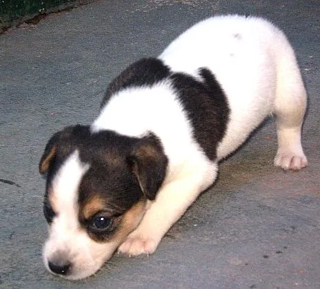 Cachorro ra a SRD idade Abaixo de 2 meses nome Filhote