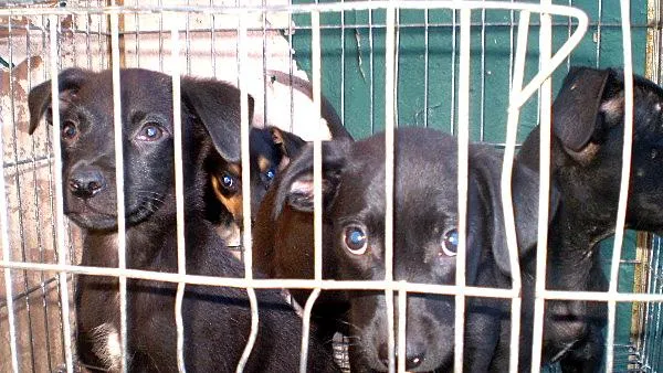 Cachorro ra a SRD idade 2 a 6 meses nome Filhotes