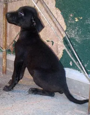 Cachorro raça SRD idade 2 a 6 meses nome Filhotes