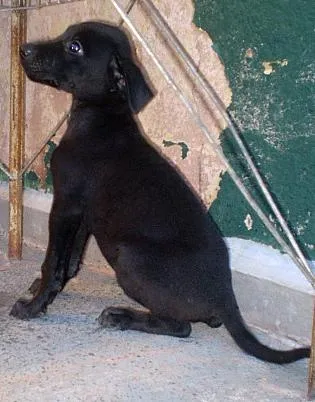 Cachorro ra a SRD idade 2 a 6 meses nome Filhotes