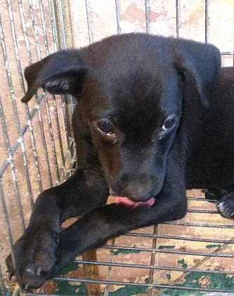 Cachorro ra a SRD idade 2 a 6 meses nome Filhotes