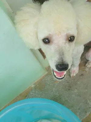 Cachorro raça Poodle idade 1 ano nome Floquinho