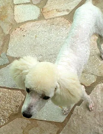 Cachorro ra a Poodle idade 1 ano nome Floquinho