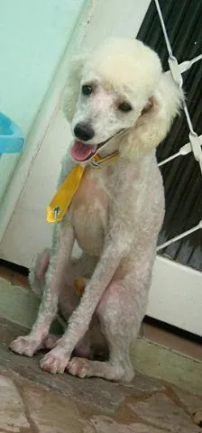 Cachorro ra a Poodle idade 1 ano nome Floquinho