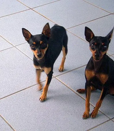 Cachorro ra a Pinscher idade 7 a 11 meses nome Lica e Tico