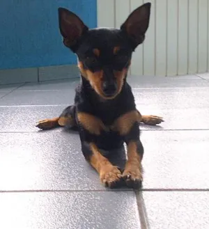 Cachorro raça Pinscher idade 7 a 11 meses nome Lica e Tico