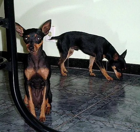 Cachorro ra a Pinscher idade 7 a 11 meses nome Lica e Tico