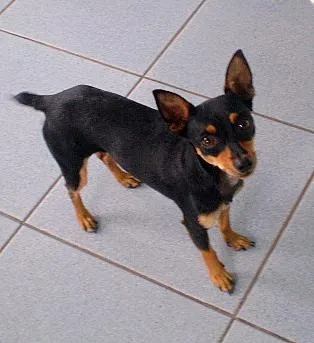 Cachorro ra a Pinscher idade 7 a 11 meses nome Lica e Tico