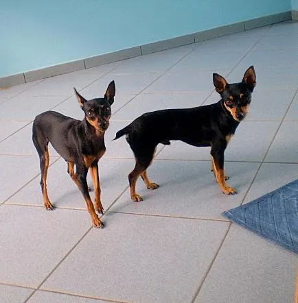 Cachorro ra a Pinscher idade 7 a 11 meses nome Lica e Tico