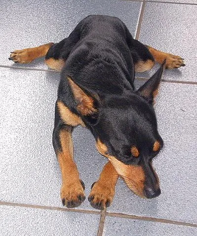 Cachorro ra a Pinscher idade 7 a 11 meses nome Lica e Tico