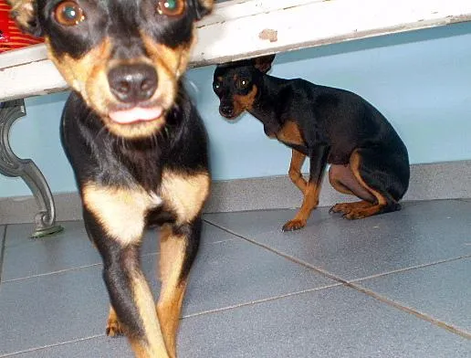 Cachorro ra a Pinscher idade 7 a 11 meses nome Lica e Tico