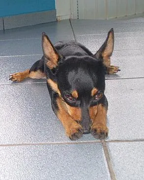 Cachorro ra a Pinscher idade 7 a 11 meses nome Lica e Tico