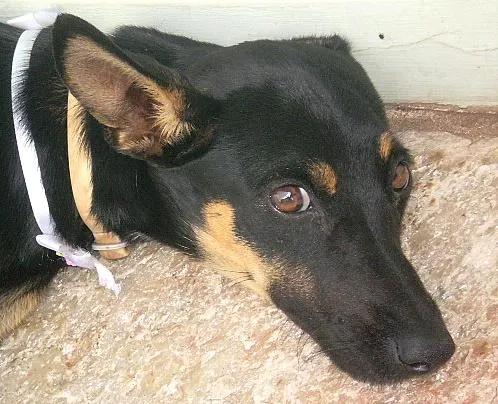 Cachorro ra a Mistura com Pinscher idade  nome Diane