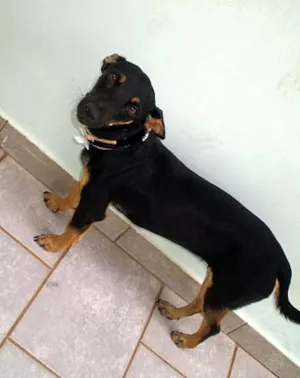 Cachorro raça Mistura com Pinscher idade  nome Diane