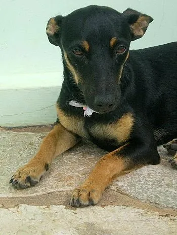 Cachorro ra a Mistura com Pinscher idade  nome Diane