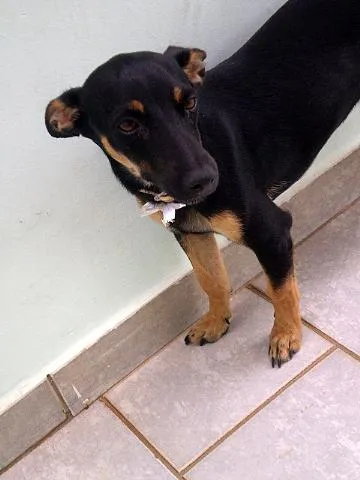 Cachorro ra a Mistura com Pinscher idade  nome Diane