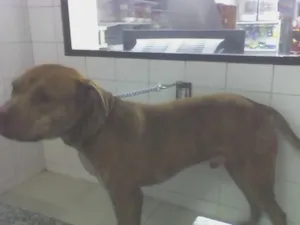 Cachorro raça Pit Bull idade 2 anos nome Simba