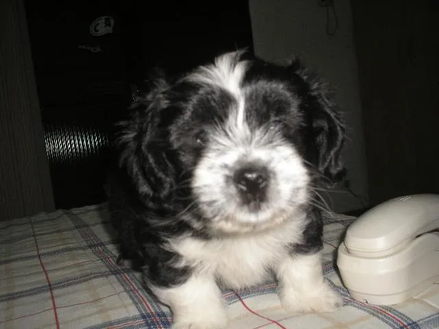 Cachorro ra a Lhasa apso idade 2 a 6 meses nome Romeu