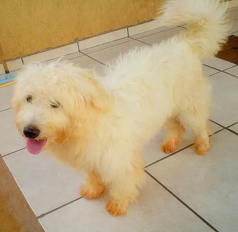 Cachorro ra a Mistura c/ poodle idade 1 ano nome Plufit /Pink