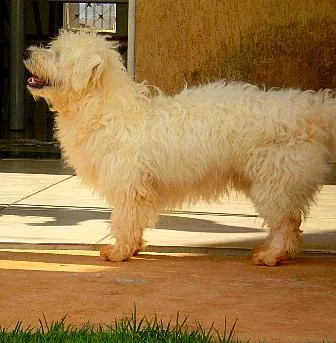 Cachorro ra a Mistura c/ poodle idade 1 ano nome Plufit /Pink