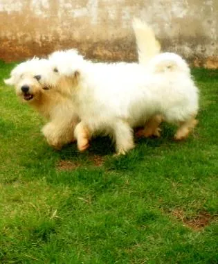 Cachorro ra a Mistura c/ poodle idade 1 ano nome Plufit /Pink