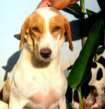 Cachorro ra a Mestiça a coker idade 2 anos nome Lilica