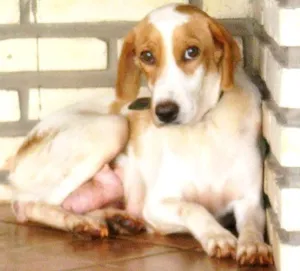 Cachorro raça Mestiça a coker idade 2 anos nome Lilica