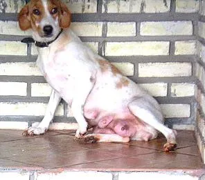 Cachorro ra a Mestiça a coker idade 2 anos nome Lilica