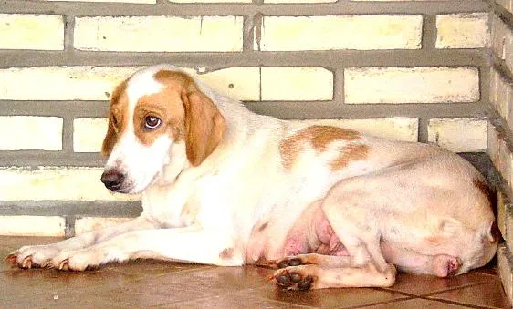 Cachorro ra a Mestiça a coker idade 2 anos nome Lilica